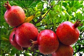 درجزین